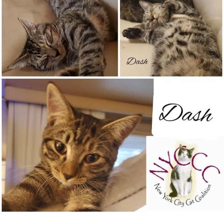 Photo of DASH