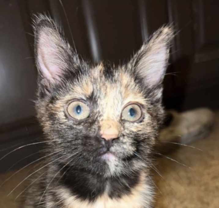Photo of Kali
