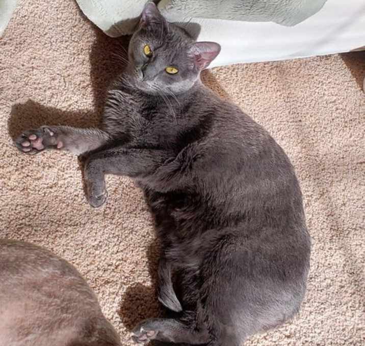 Photo of Nikita 'Nickie'