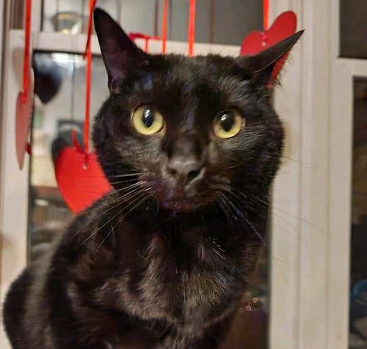 Photo of Bagheera