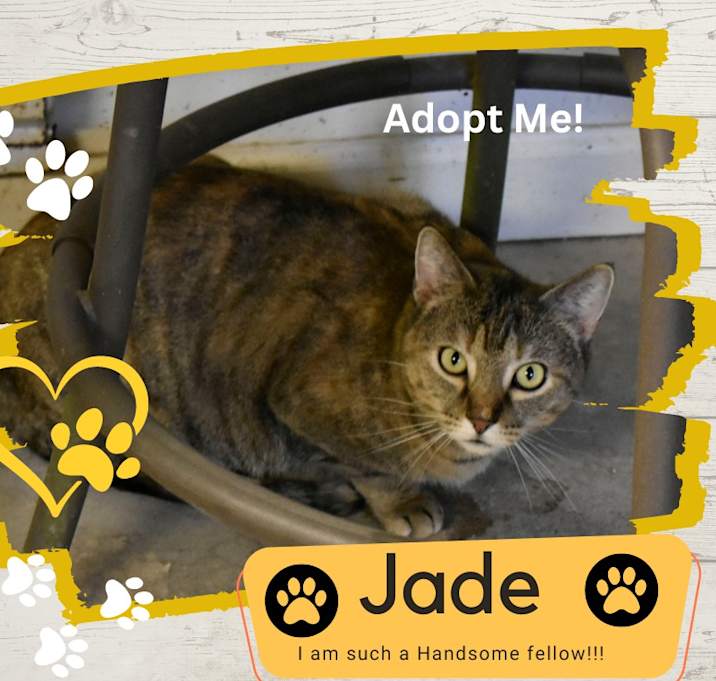 Photo of Jade