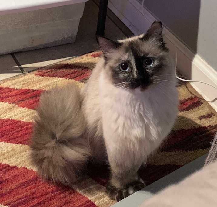 Photo of Minkee