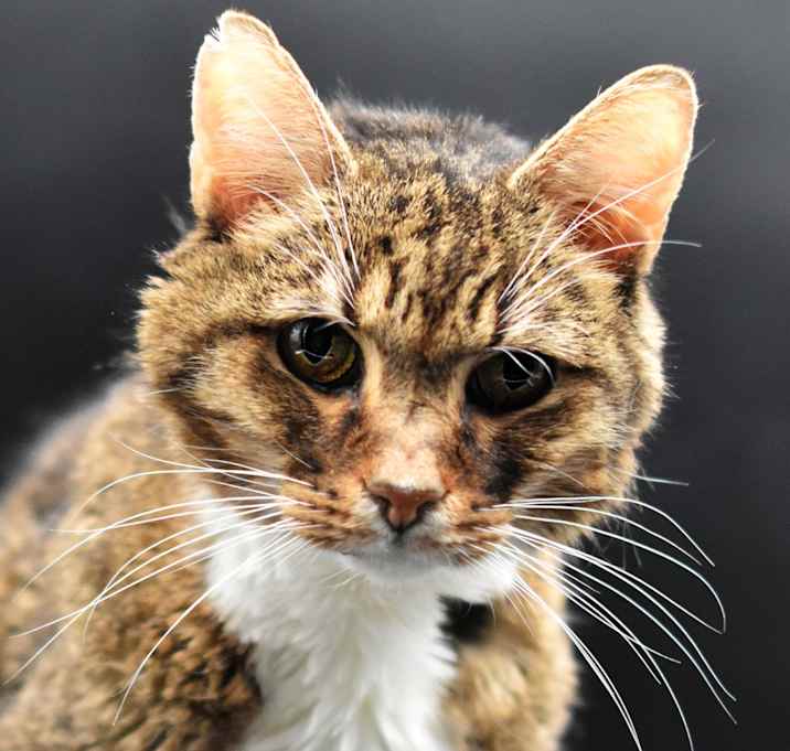 Photo of Boomer