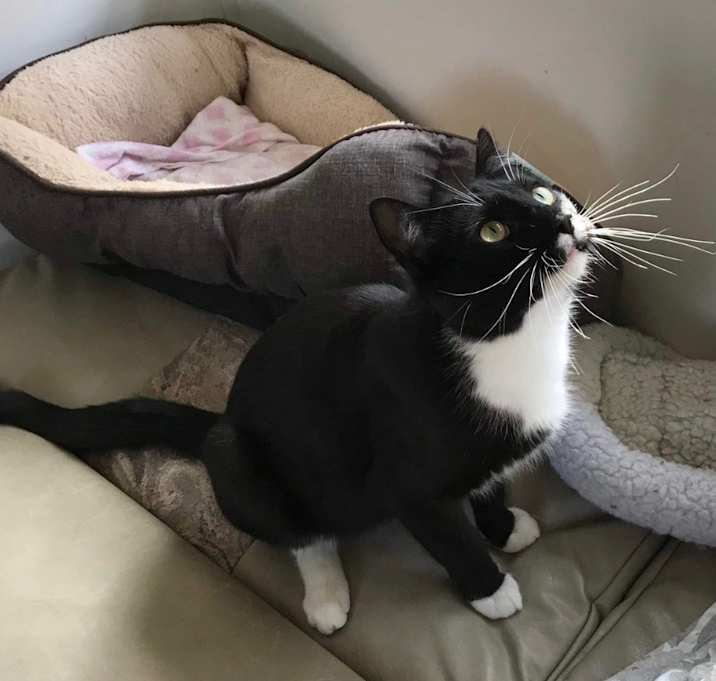 Photo of Zorro