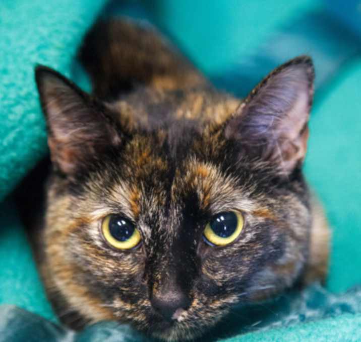 Photo of Rosie