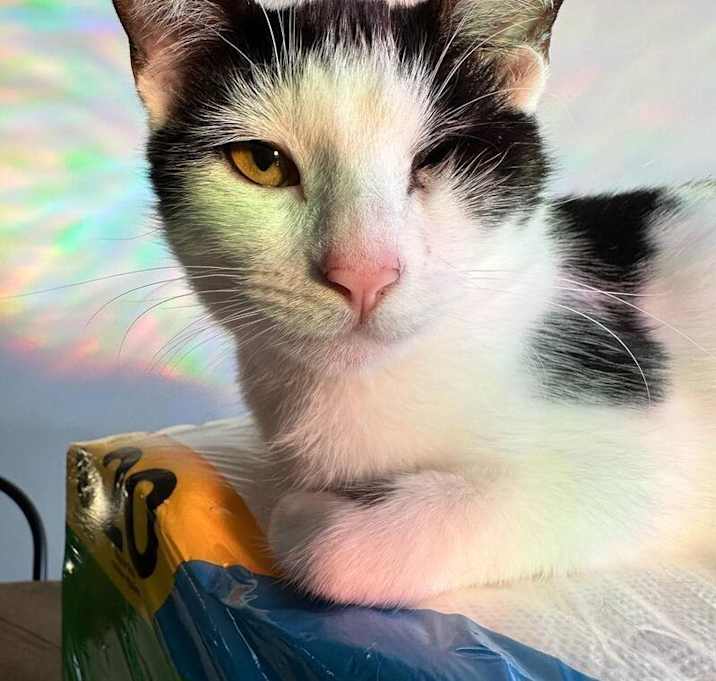Photo of Figgy