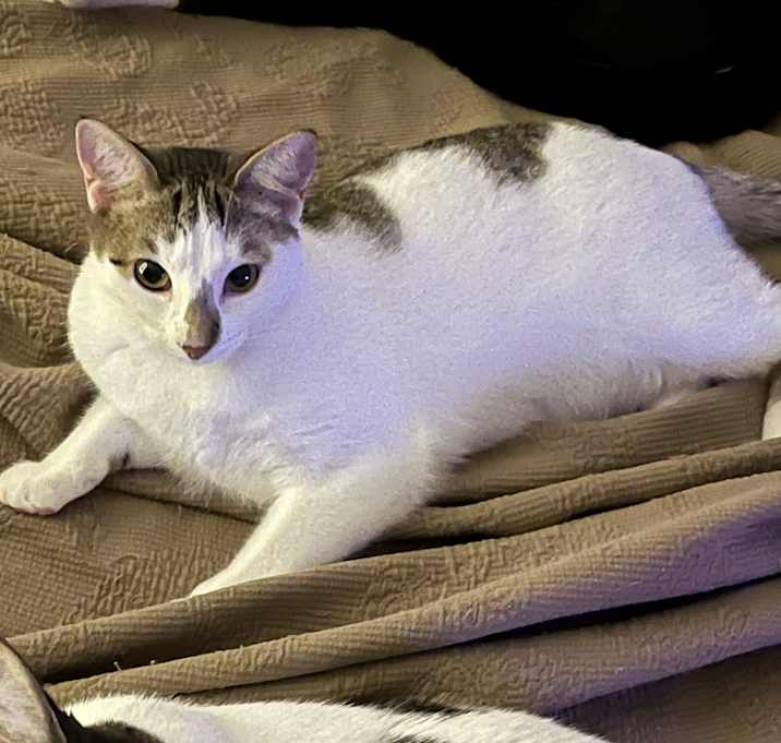 Photo of Pepper