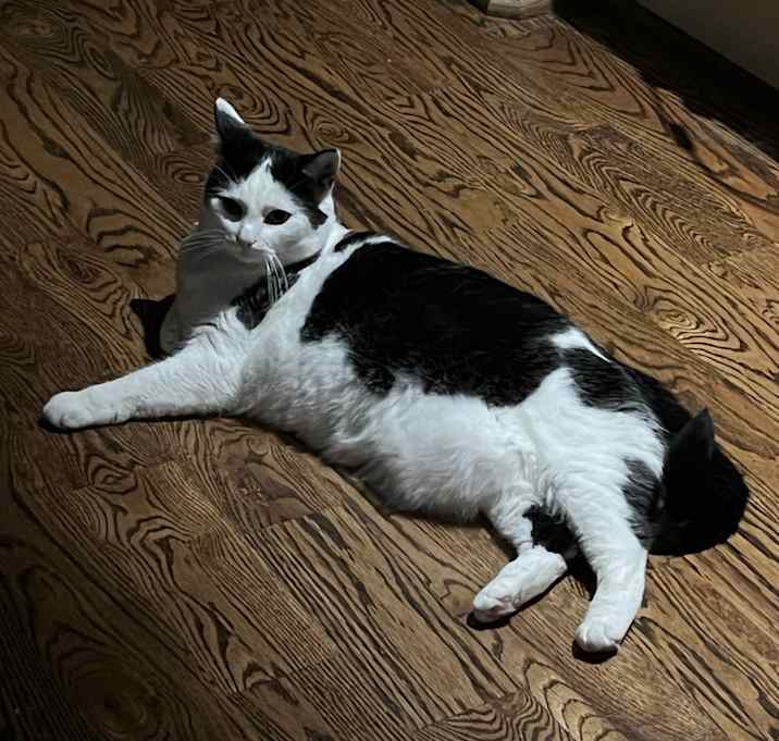 Photo of Piper