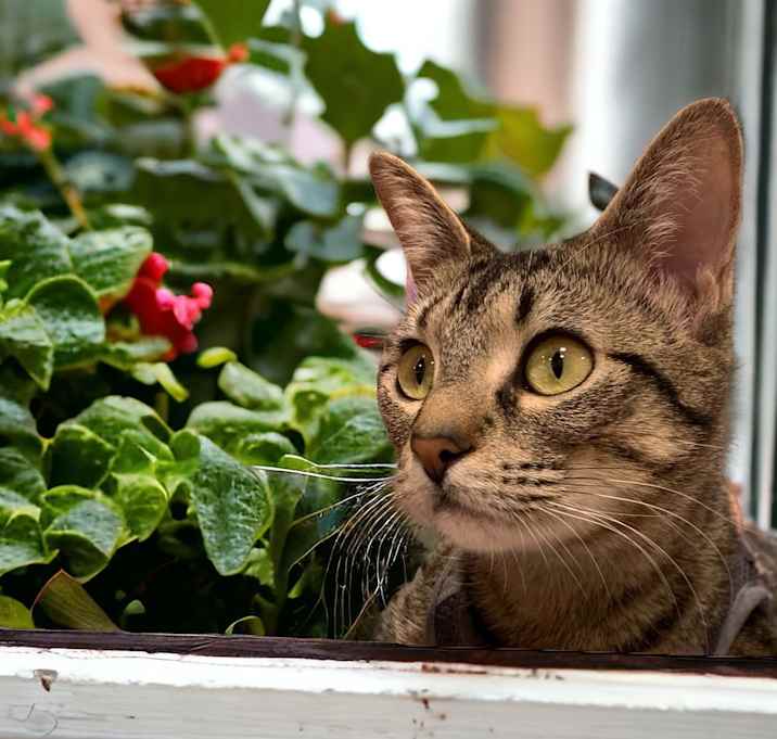 Photo of Maxi