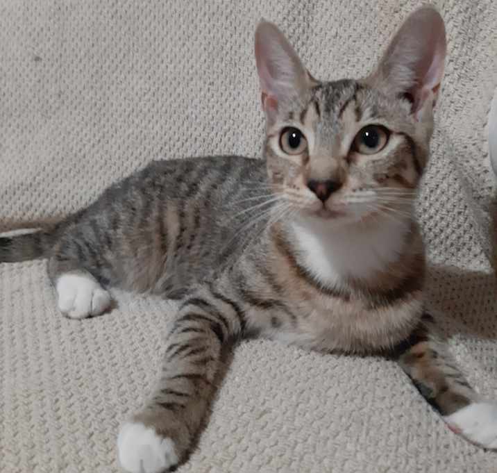 Photo of Rebel