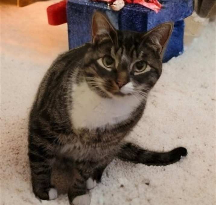 Photo of Loki-URGENT!