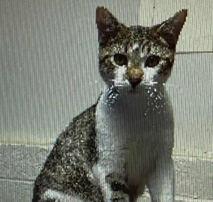 Photo of Hamlet