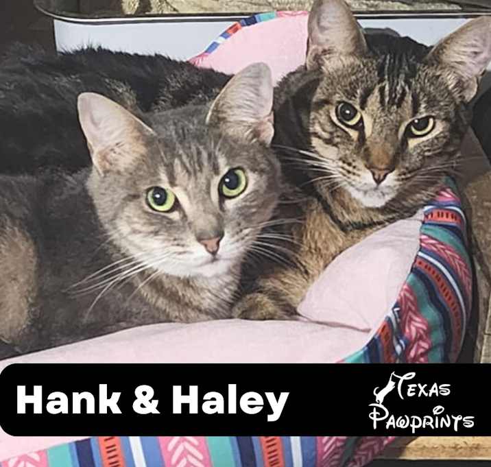 Photo of Bonded Pair Hank & Haley