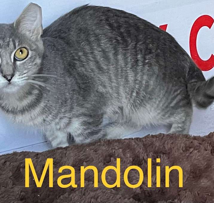 Photo of MANDOLIN