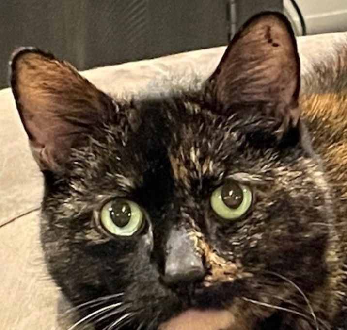 Photo of Raven