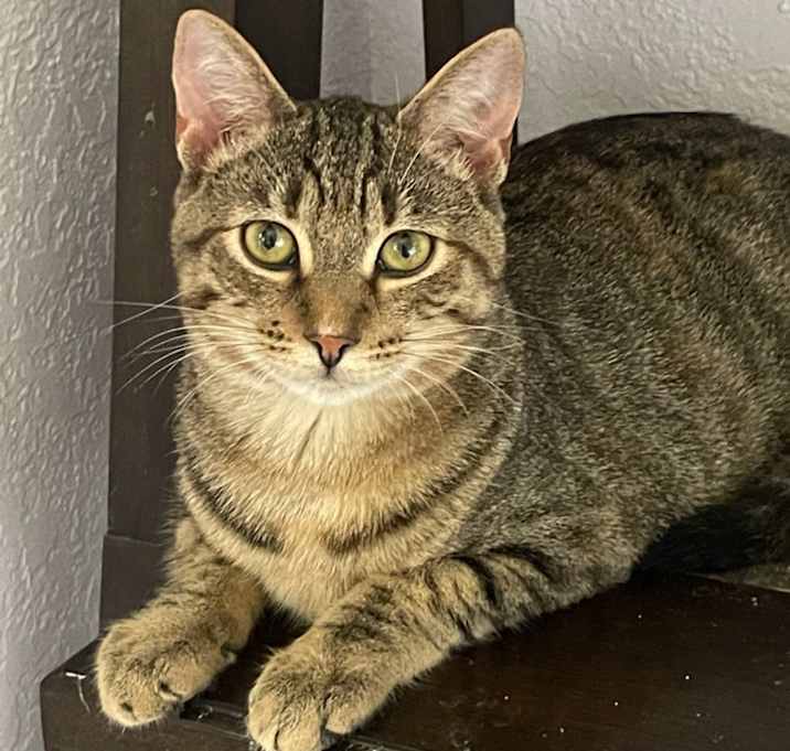 Photo of Baguette