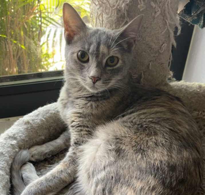 Photo of Biscotti