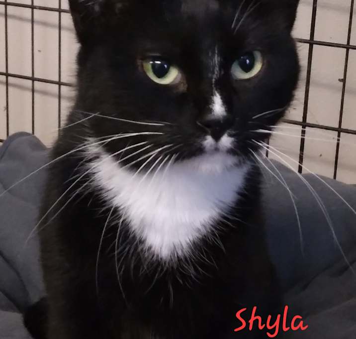 Photo of Shyla