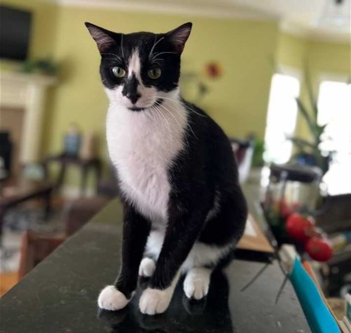 Photo of GENERAL MEOW