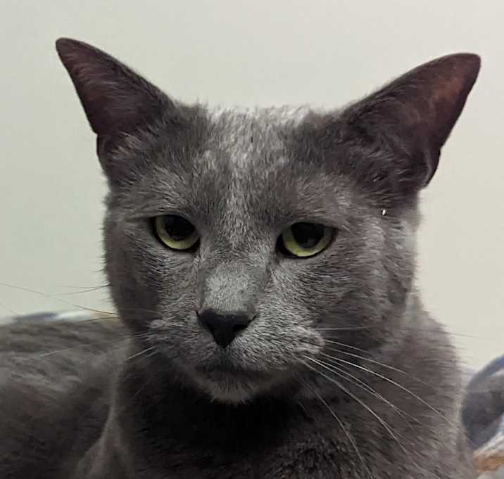 Photo of Bing