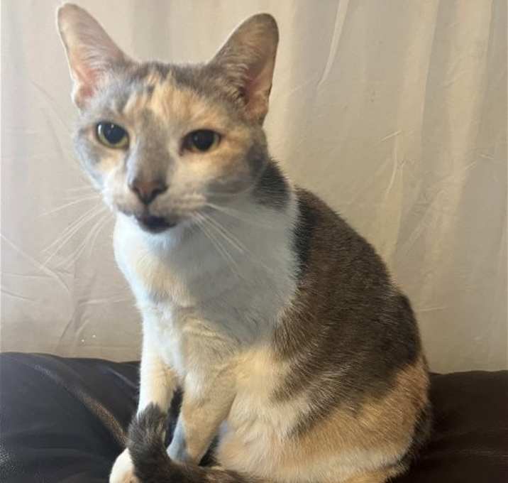Photo of zz 'Kezia' courtesy listing