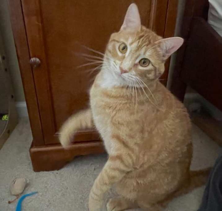 Photo of Ozzie