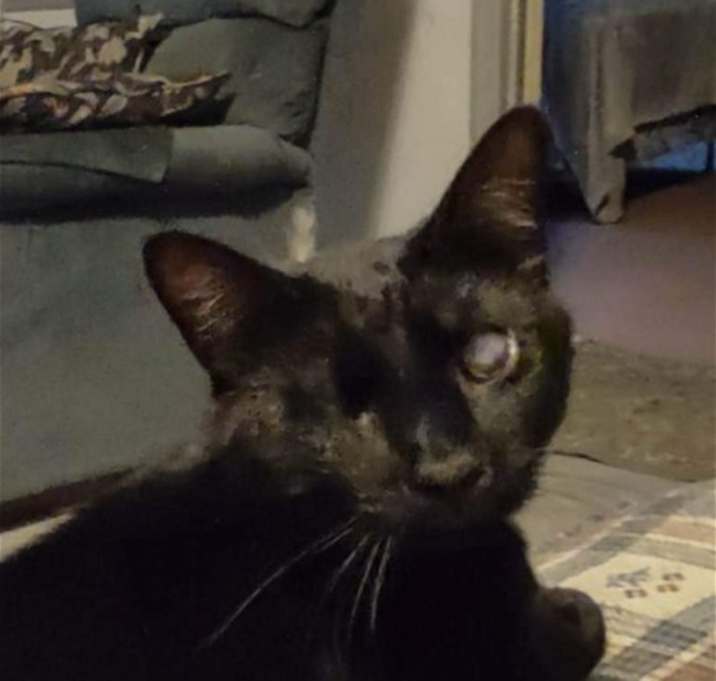 Photo of Josie Cat: Not at the Shelter: Sponsored