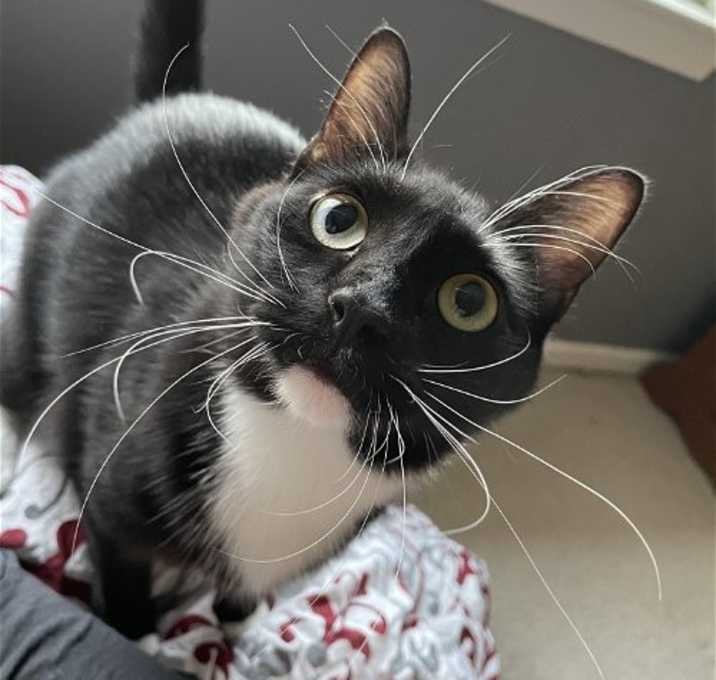 Photo of Tipper