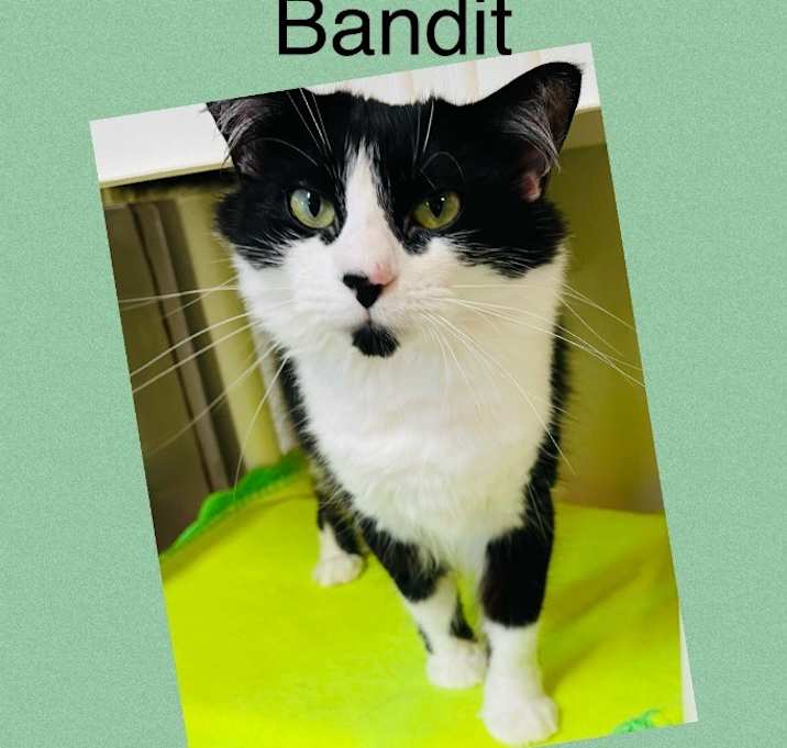 Photo of Bandit