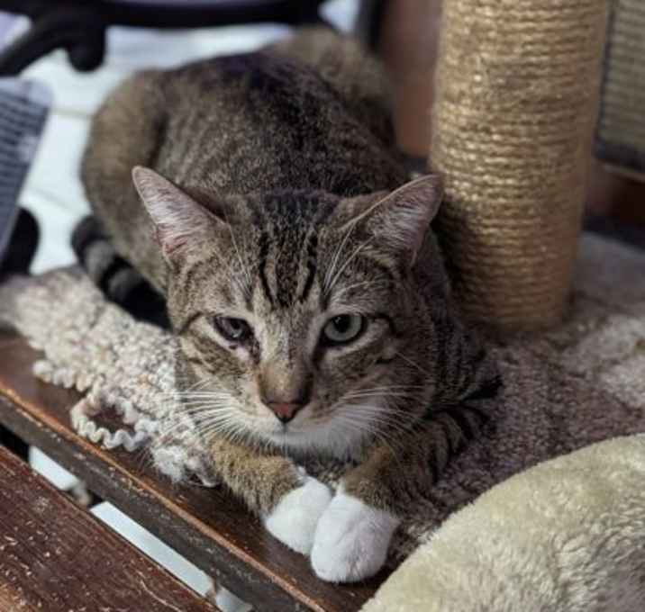 Photo of RODEO