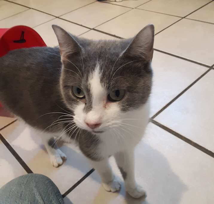 Photo of Loki