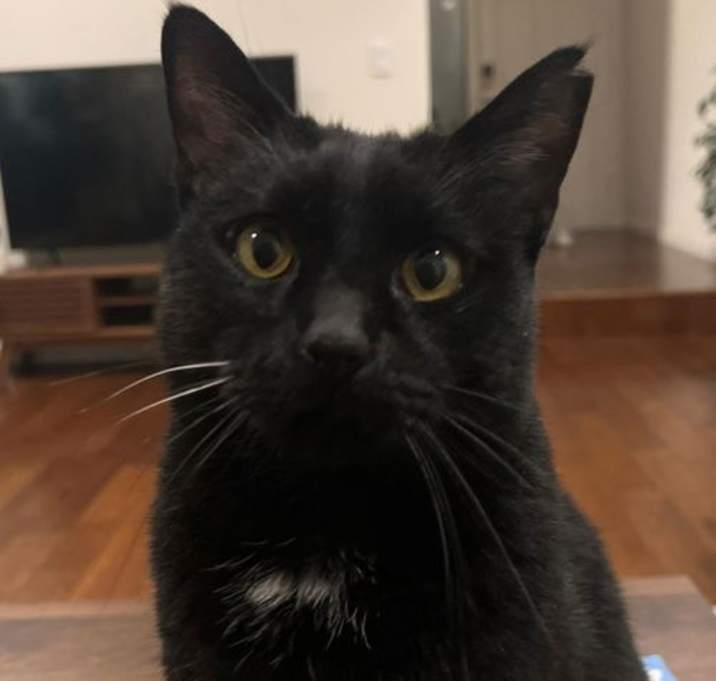 Photo of bj ( bagheera)