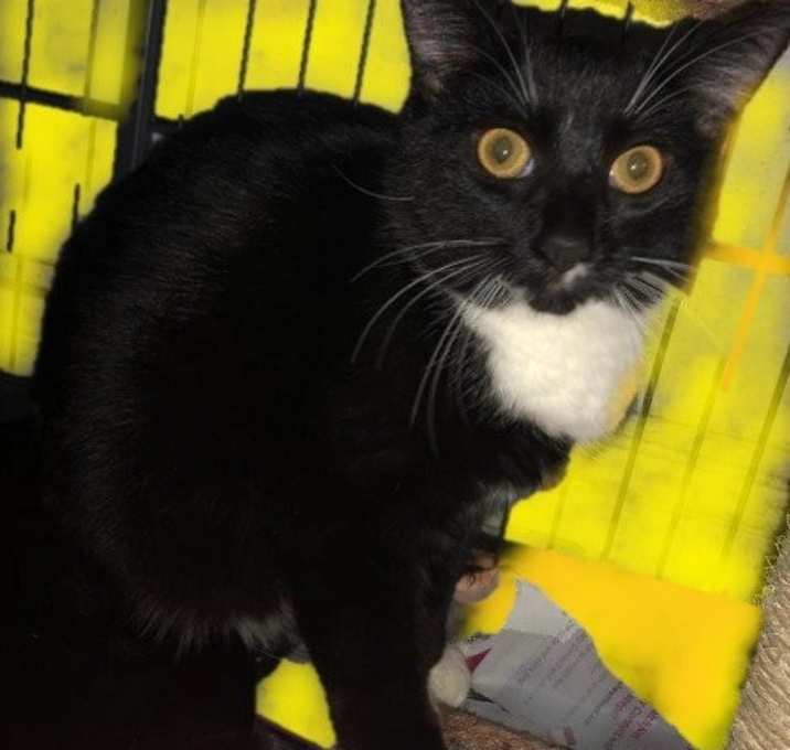 Photo of Spazzy