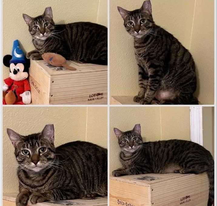 Photo of Peanut