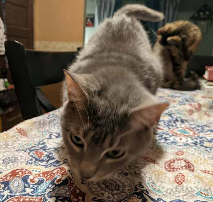 Photo of Mittens