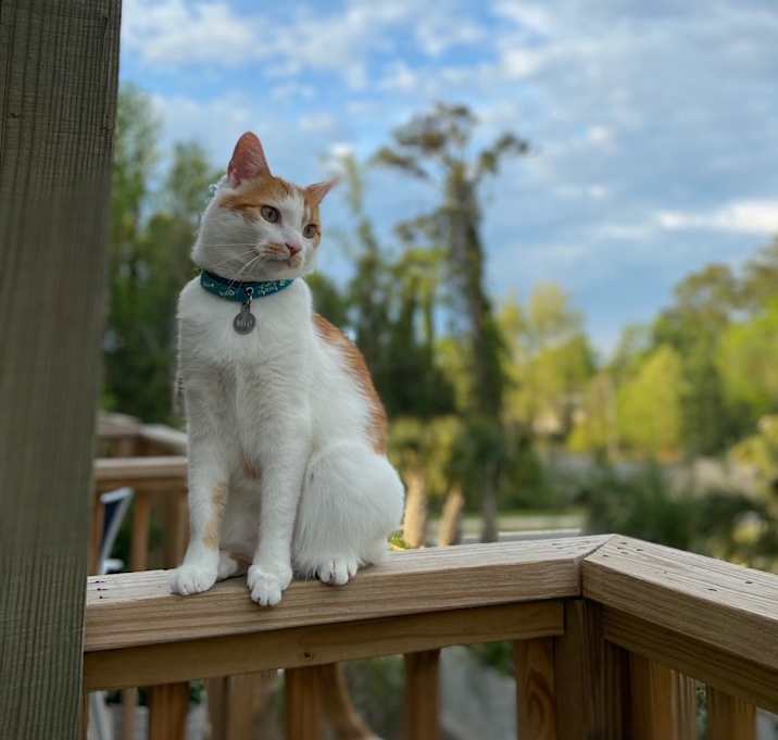 Photo of Milo
