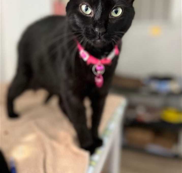 Photo of Dahlia