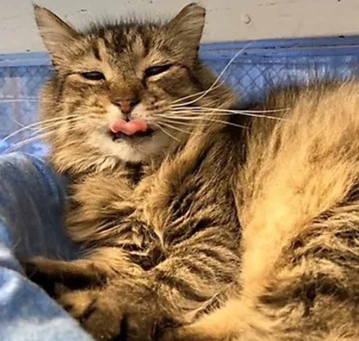 Photo of Sylvester