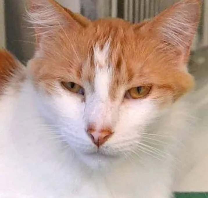 Photo of Rufus
