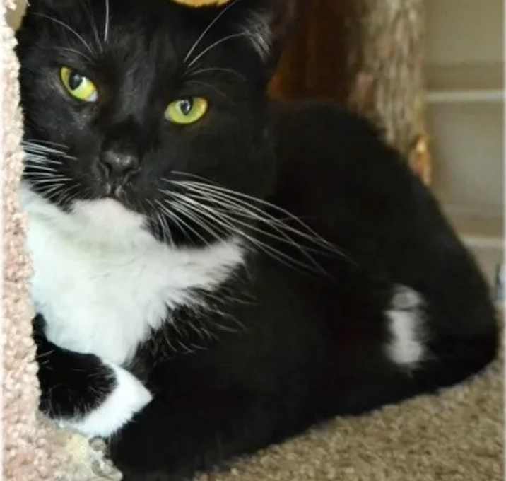 Photo of Violet