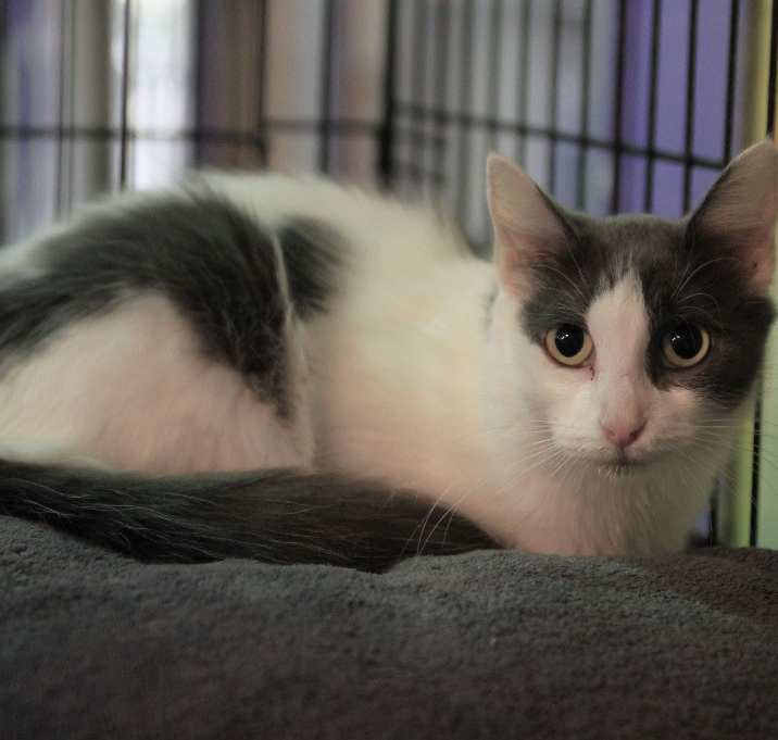 Photo of Blanca