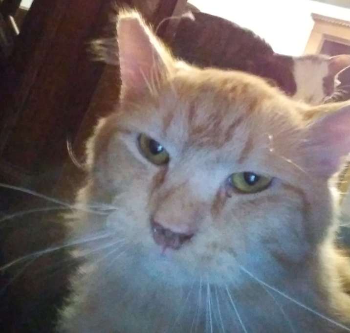 Photo of Thor - RICHMOND, IN