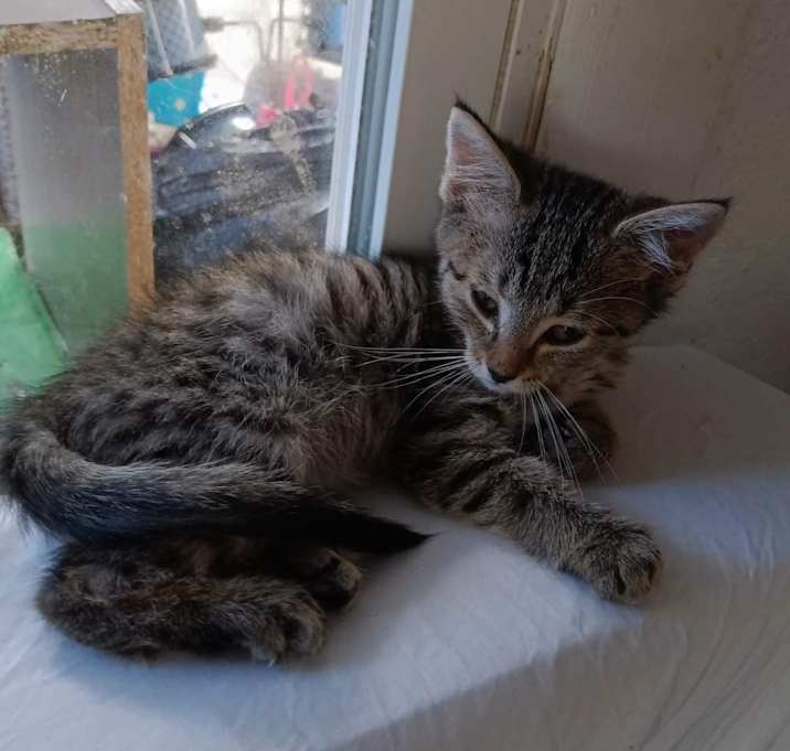 Photo of Kitten2 - RICHMOND, IN