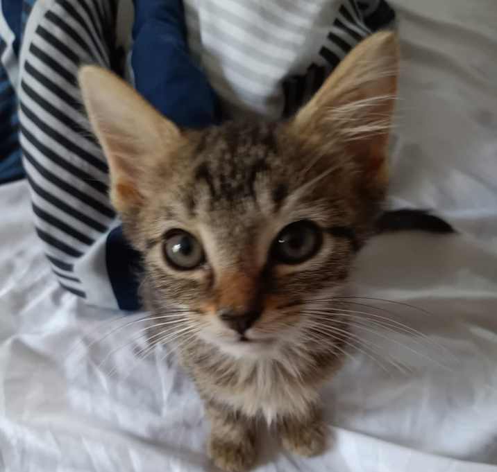 Photo of Kitten 1 - RICHMOND, IN