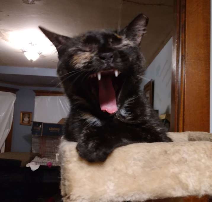 Photo of Cleopatra - RICHMOND, IN