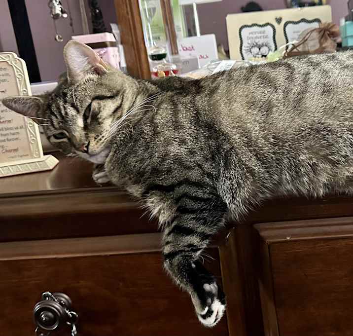 Photo of Dinky 😺