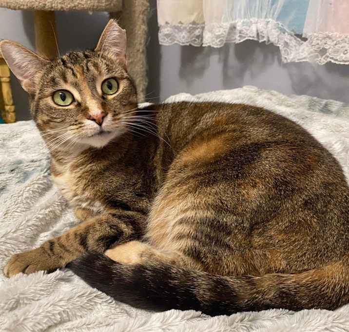 Photo of Arwen INDOOR ONLY
