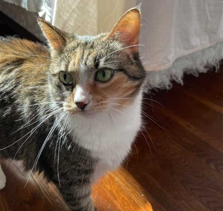 Photo of zz 'Ginger' courtesy listing