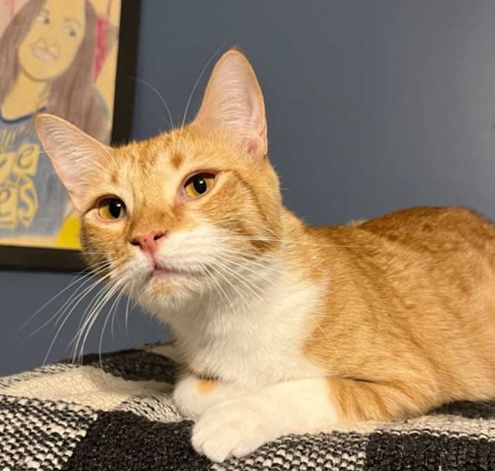 Photo of Quesarito