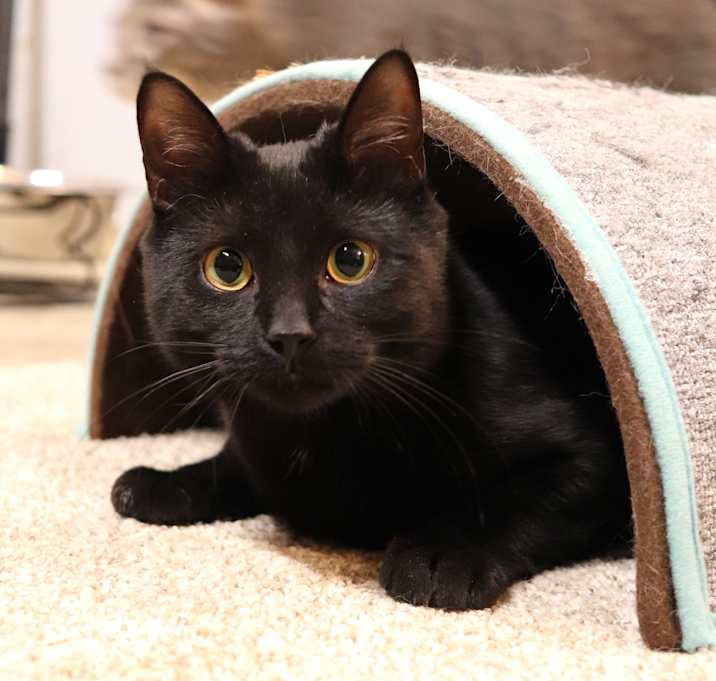 Photo of Sweetie